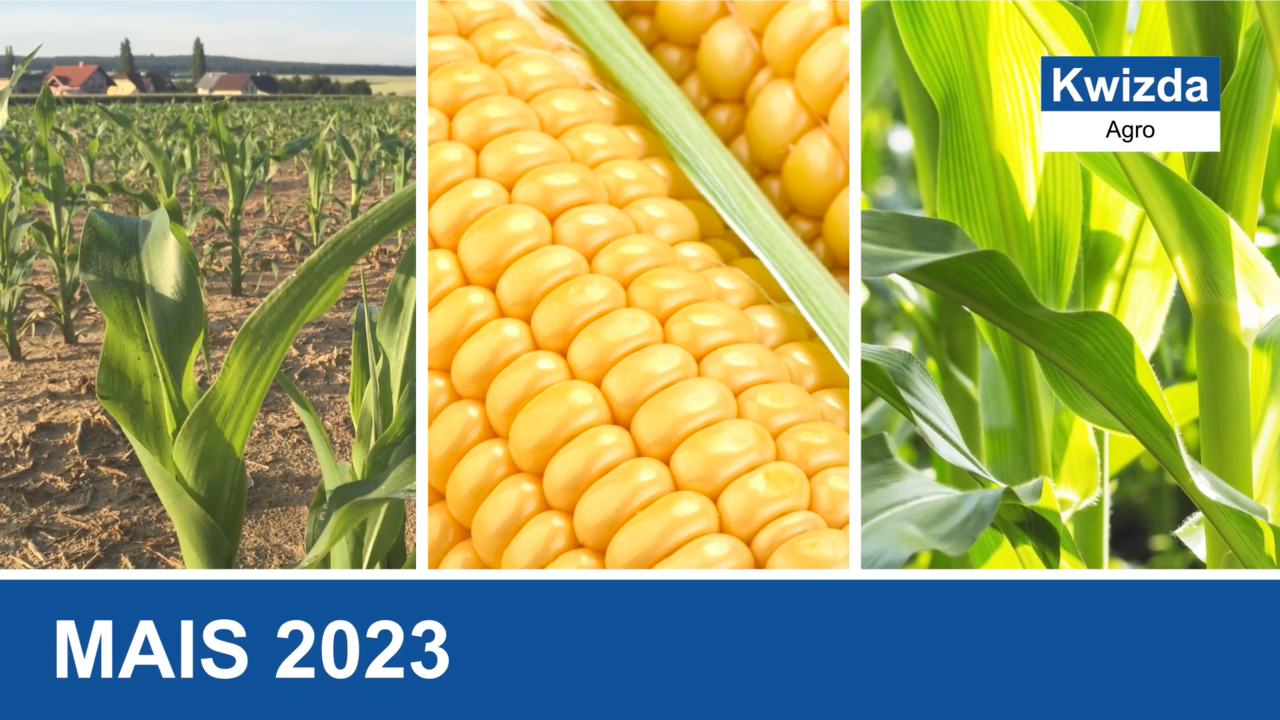 Pflanzenschutz im Mais 2023