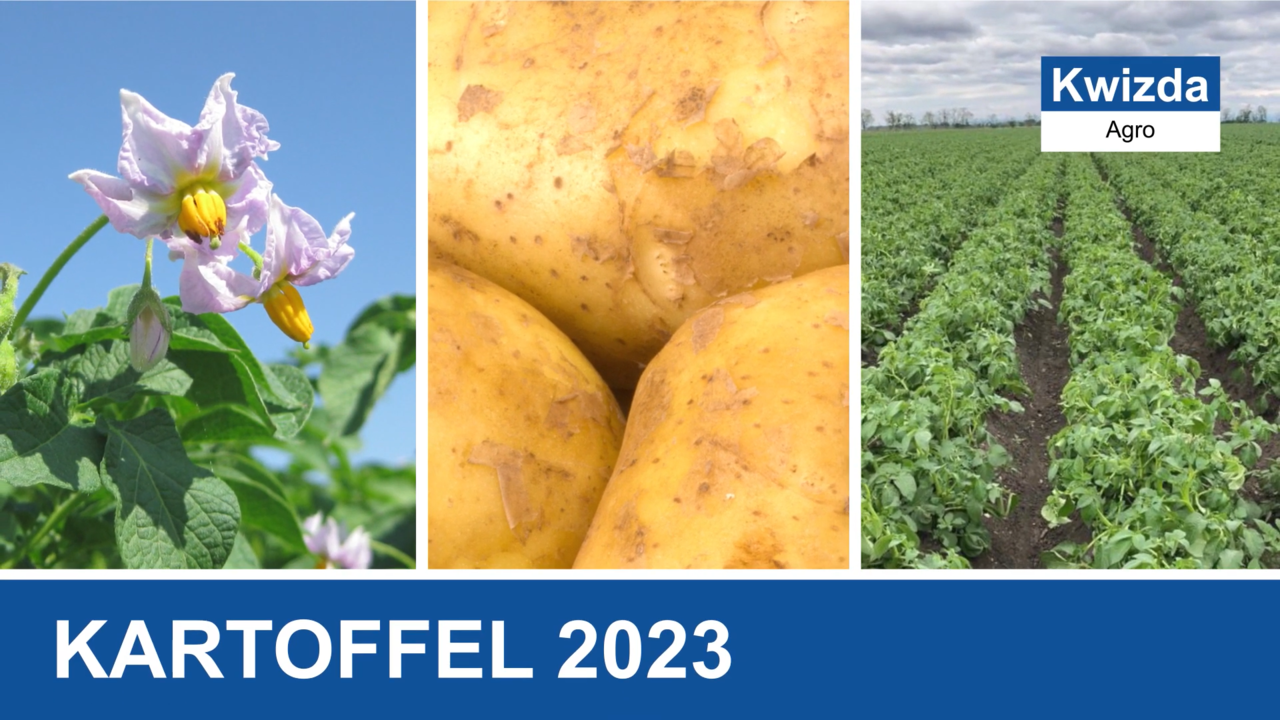 Pflanzenschutz in der Kartoffel 2023
