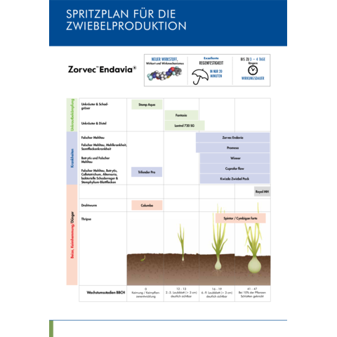 Spritzplan Zwiebel 2023