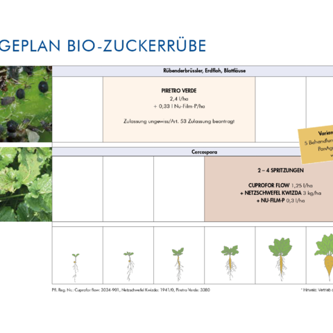 Pflegeplan Bio-Zuckerrübe 2023
