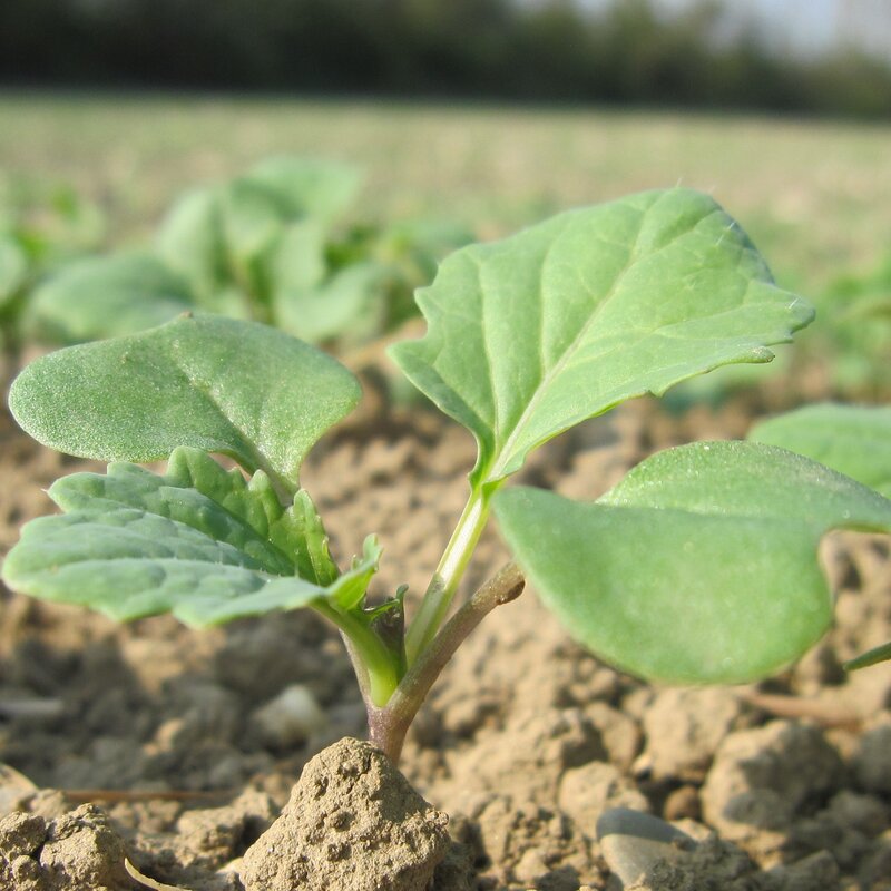 Kwizda Agro Österreich