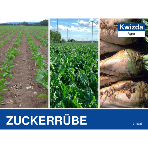 Zuckerrübe.pdf