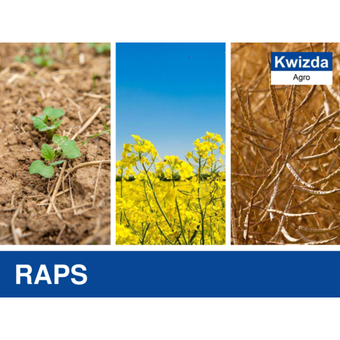 Raps.pdf