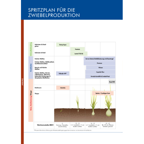 Spritzplan Zwiebel 2025