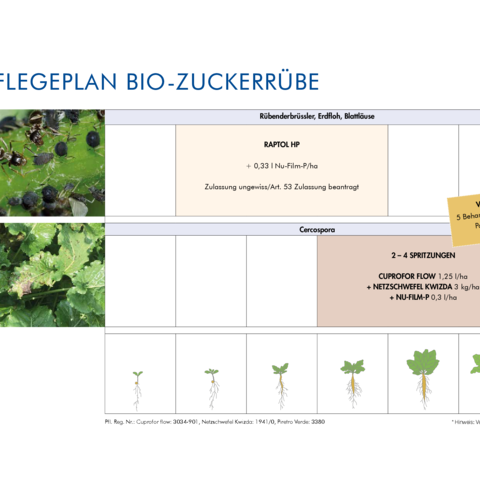 Pflegeplan Bio-Zuckerrübe 2025