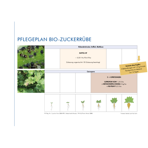 Pflegeplan Bio-Zuckerrübe 2025