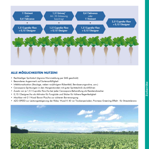 Spritzplan Cercospora Strategie 2025
