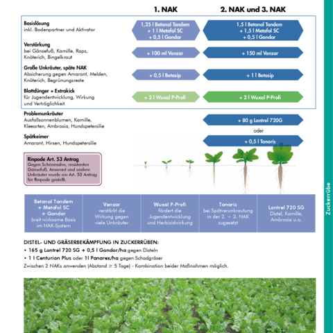 Herbizidstrategie Zuckerrübe 2026