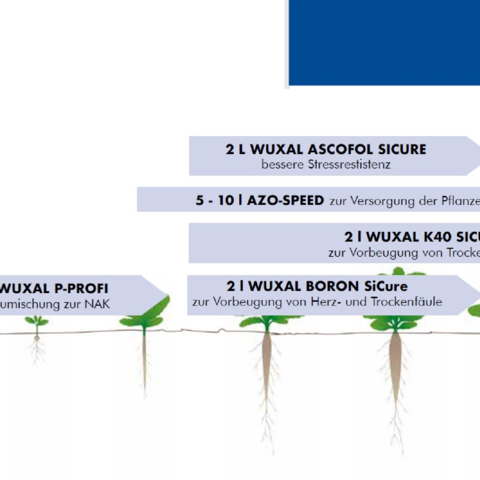 Nährstoffmanagement Zuckerrübe 2026