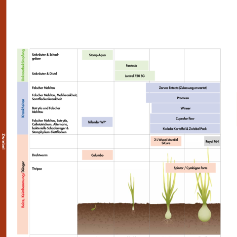 Spritzplan Zwiebel 2026