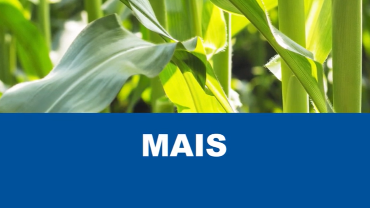 Pflanzenschutz im</br> Mais 2026